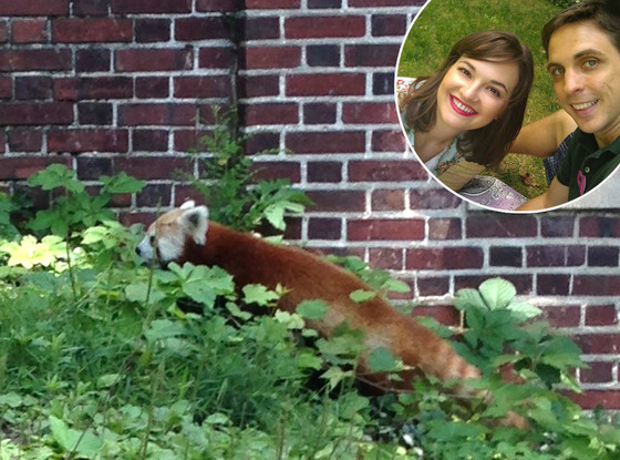 Ashley Foughty, Red Panda Ashley Foughty, Red Panda